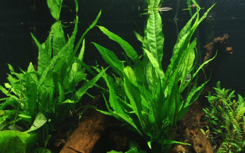 Preview: Schmalblättriger Javafarn - Microsorum pteropus 'Narrow', im Aquarium.