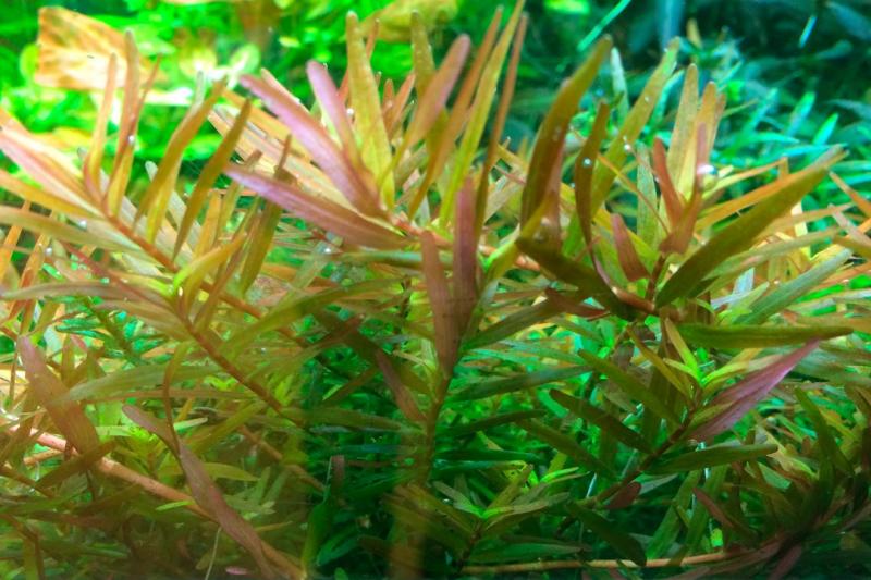 Preview: Rotala rotundifolia 'H'ra' - Tropica 1-2-Grow, als Nahaufnahme.