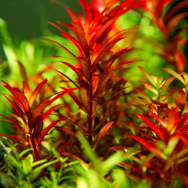 Rotala rotundifolia "Blood Red" - Tropica 1-2-Grow, im Aquarium.