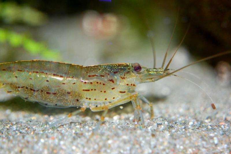Preview: Caridina multidentata von der Seite mit Eiern