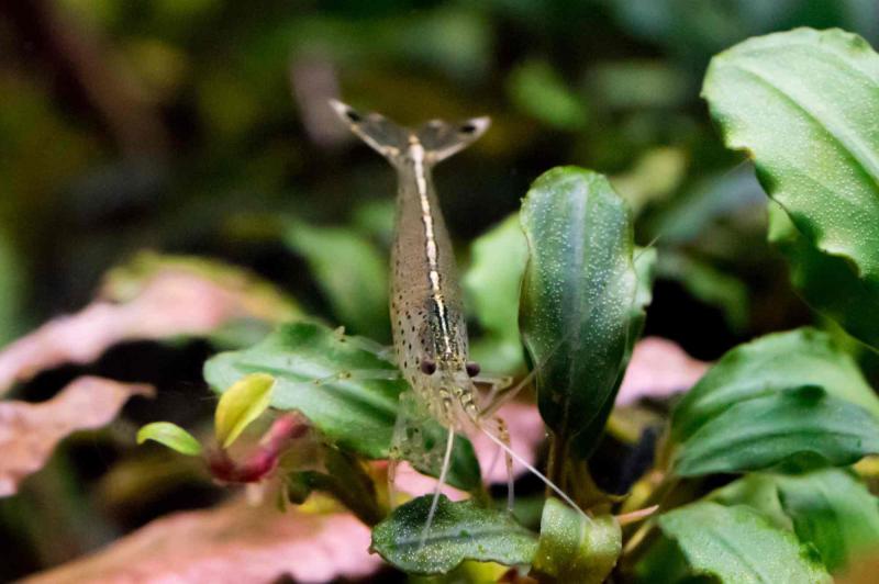 Preview: Amanogarnele, Ansicht von vorne im Aquarium