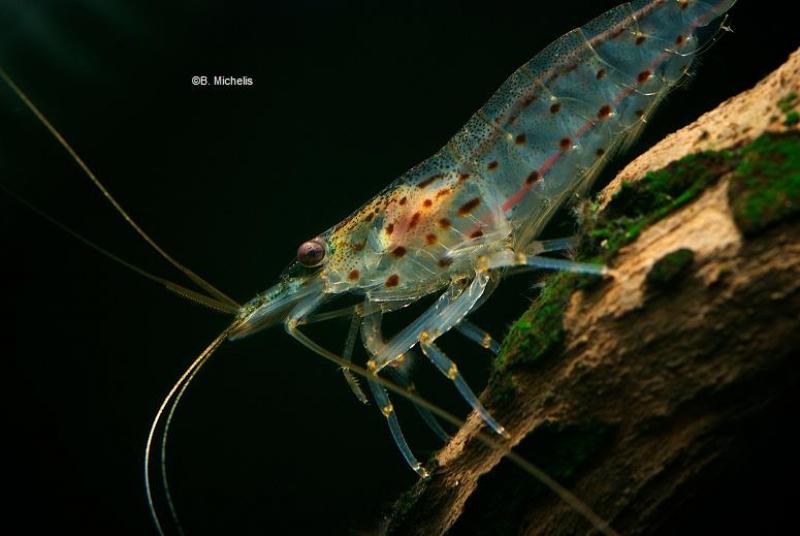 Preview: Amanogarnele Caridina multidentata in der Seitenansicht