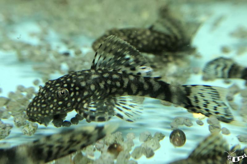 Preview: Antennenwels - L 144 - Ancistrus sp. Jungtier im Aquarium.