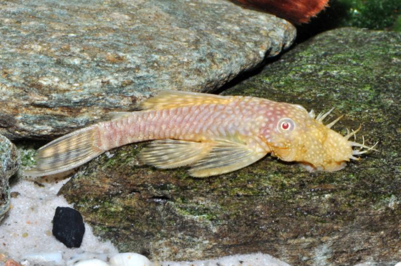 Preview: Goldener Antennenwels - L 144 - Ancistrus sp. albino von der Seite auf einem Stein