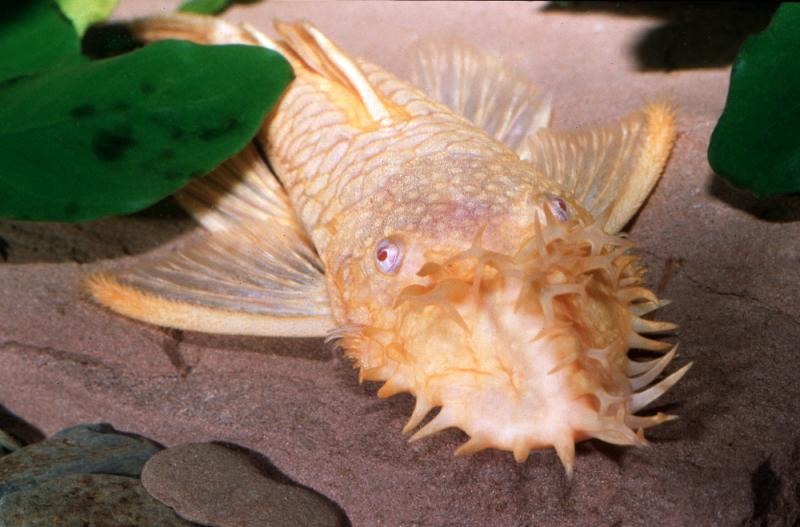 Goldener Antennenwels - L 144 - Ancistrus sp. albino Männchen mit ausgeprägtem Geweih