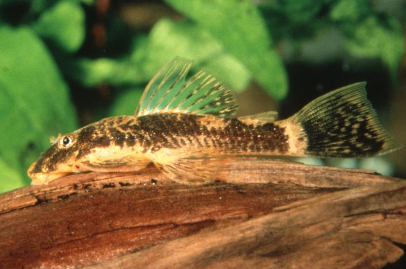 Preview: Schildpatt Antennenwels - L 144 - LDA 16 - Ancistrus sp. 