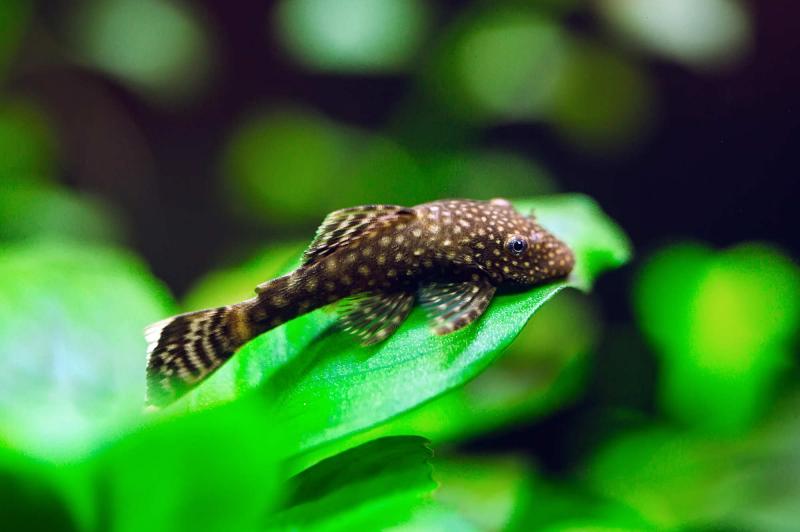 Antennenwels - L144 - Ancistrus im Aquarium
