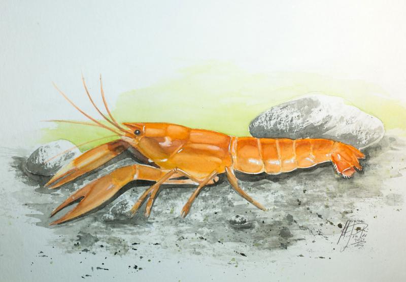 Aquarell Aprikosen Krebs
