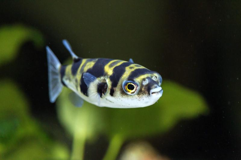 Assel-Kugelfisch – Colomesus asellus