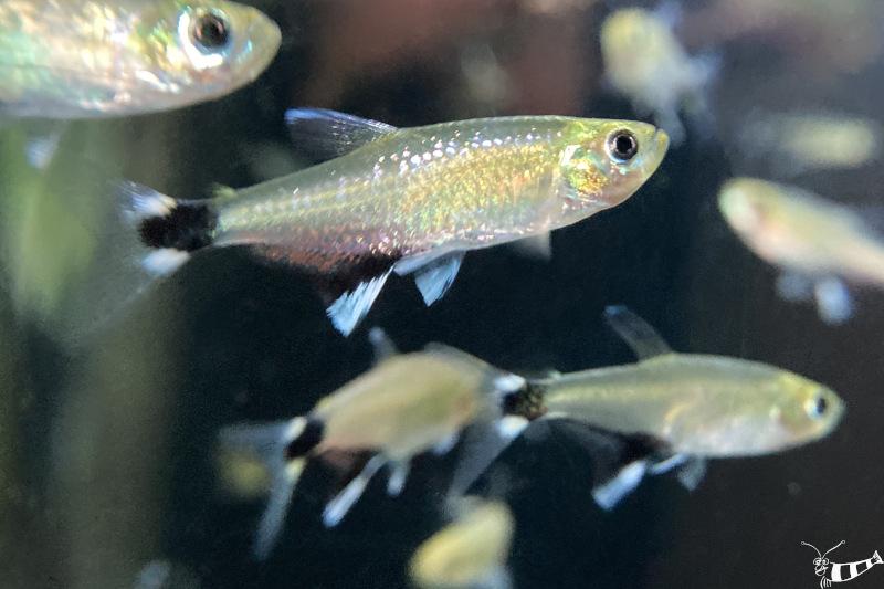 Preview: Gruppe von mehreren Augenflecksalmlern im Aquarium