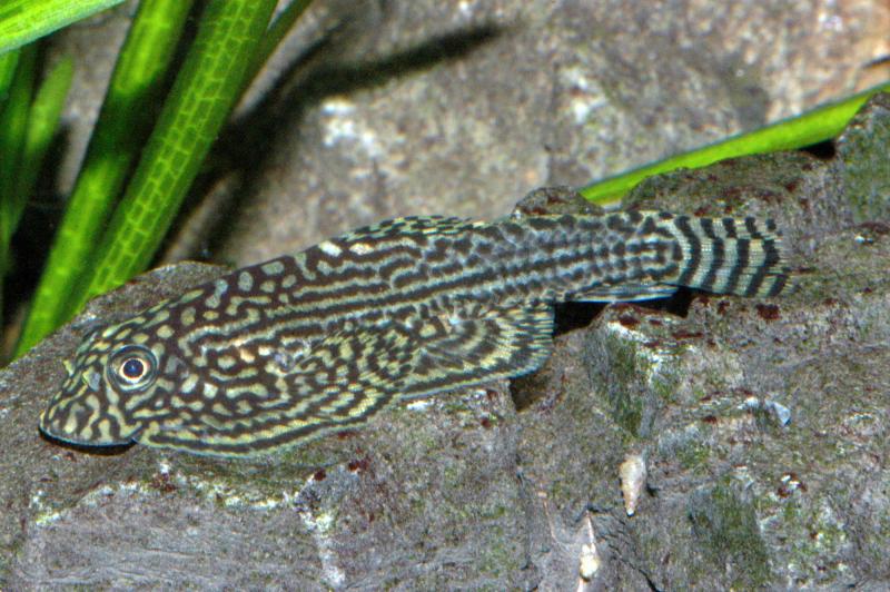 Preview: Prachtflossensauger - Sewellia lineolata auf einem Stein
