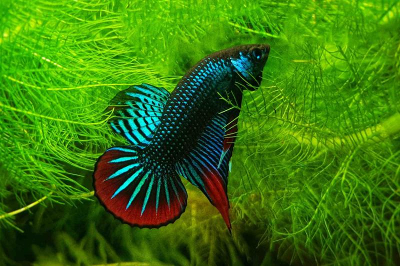 Friedlicher Kampffisch - Betta imbellis Männchen in prächtiger Färbung
