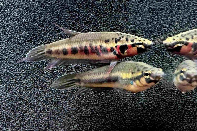 Preview: Roter Kampffisch - Betta Rubra - Aceh Besar, Pärchen im Aquarium