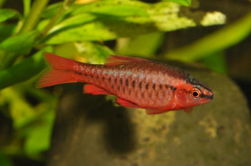 Preview: Bitterlingsbarbe - Puntius titteya im Aquarium