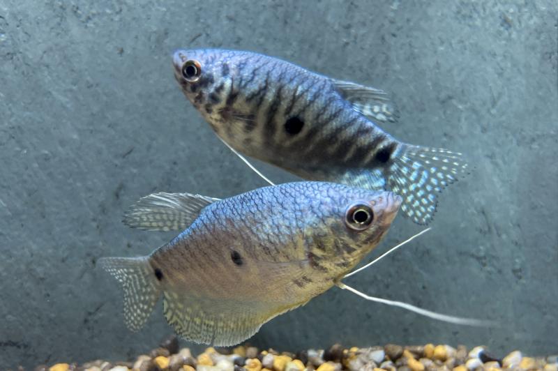 Preview: Blauer Fadenfisch – Trichogaster trichopterus, bei der Balz