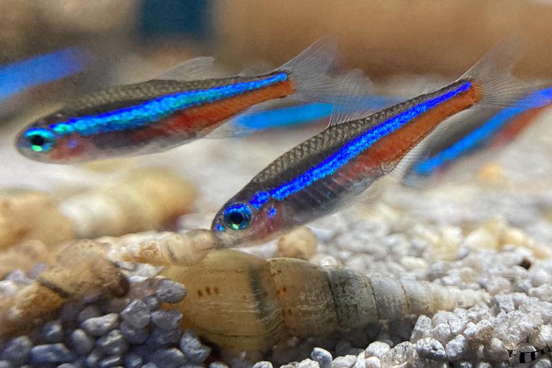 Preview: Blauer Neon von der Seite im Aquarium
