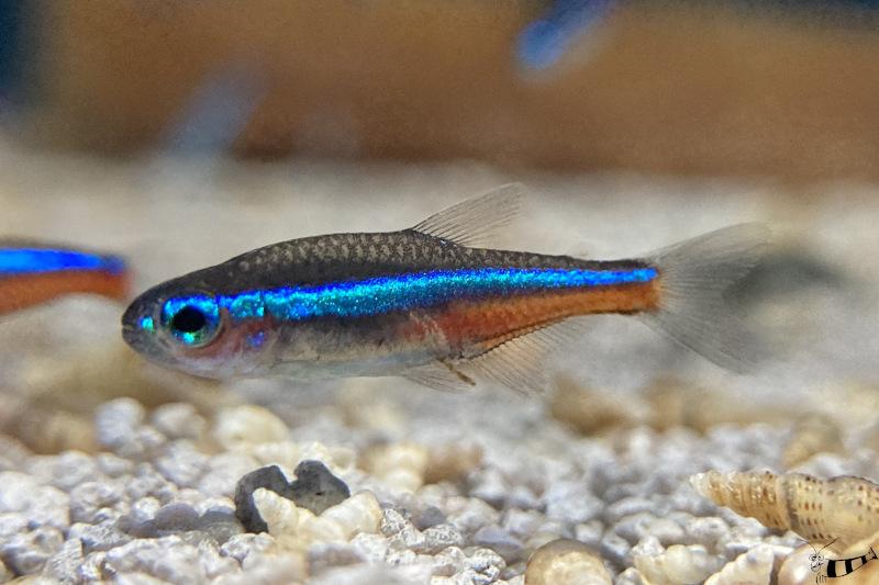 Blauer Neon, Paracheirodon simulans der wohl schönste und Kleinste aus der Familie