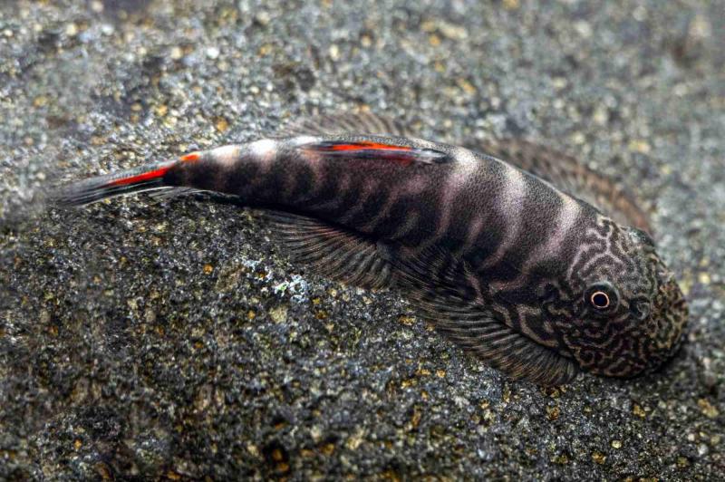 Bloody Mary Flossensauger (Gastromyzon sp.) im Aquarium auf Stein