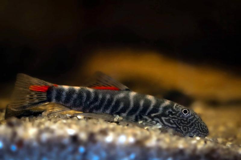 Preview: Bloody Mary Flossensauger (Gastromyzon sp.) von der Seite