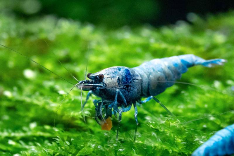 Blue Bolt Garnele auf Aquarienmoos