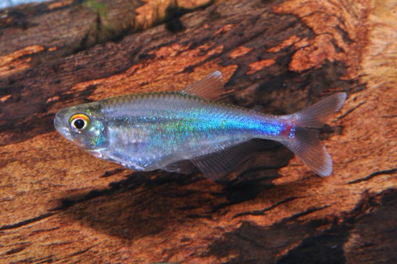 Blauer Perusalmler vor einer Wurzel im Aquarium