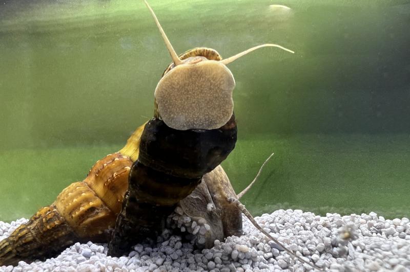 Preview: Riesen-Turmdeckelschnecke sehr schön von vorne fotografiert