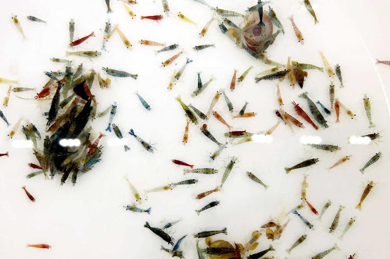 Preview: Neocaridina als Mix in verschiedenen Farben