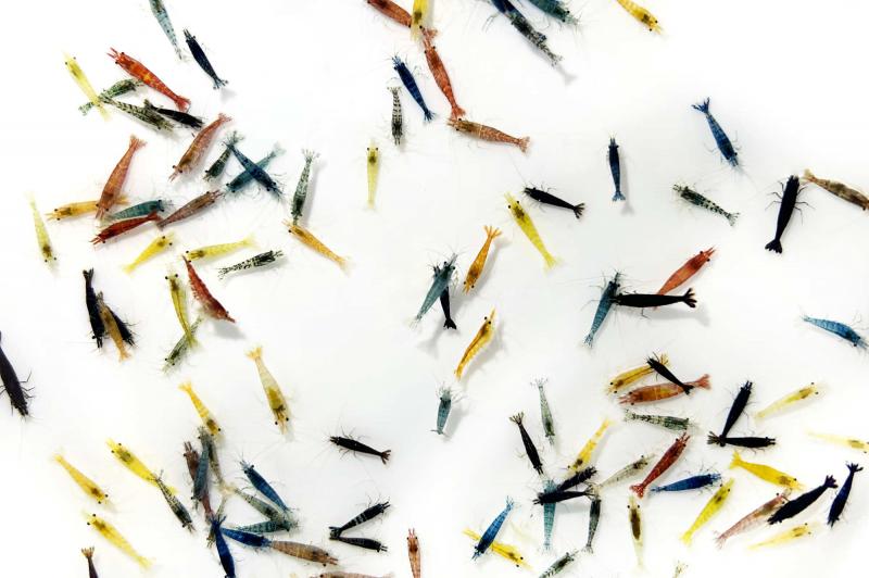Ein bunter Mix von Neocaridina