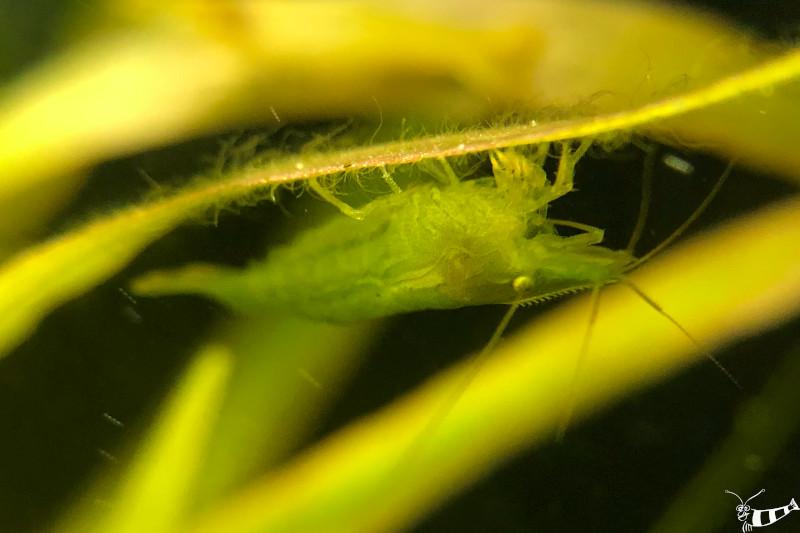 Giftgrüne Garnele, Caridina babaulti mit schönen Augen