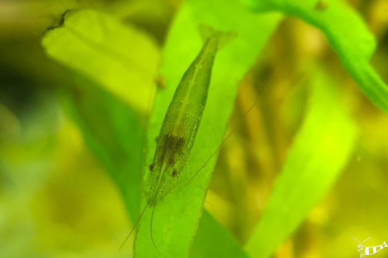 Preview: Caridina babaulti Grün auf einem Wasserpflanzenblatt