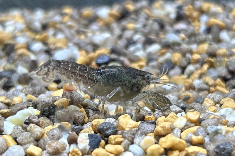 Preview: Cambarellus ninae - Zwergflusskrebs von der Seite im Aquarium