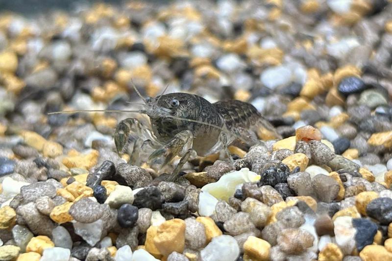 Cambarellus ninae - Zwergflusskrebs ein seltener Gast im Aquarium
