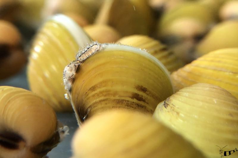 Preview: Goldene Körbchenmuschel - Corbicula javanicus in der Nahaufnahme