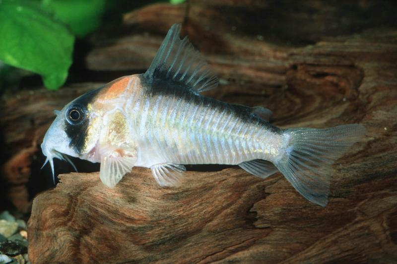 Adolfos Panzerwels – Corydoras adolfoi mit dem schönen goldenen Fleck auf dem Kopf