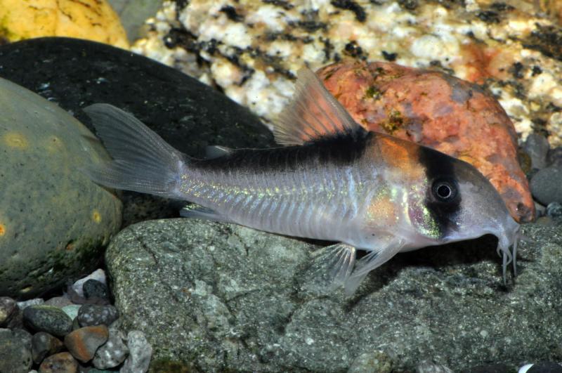 Preview: Adolfos Panzerwels – Corydoras adolfoi im Aquarium