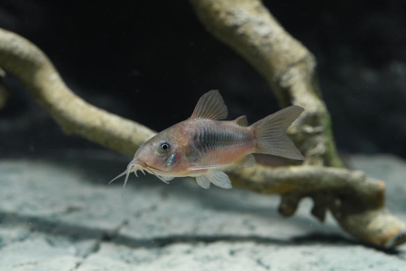 Corydoras aeneus der Metallpanzerwels im Aquarium