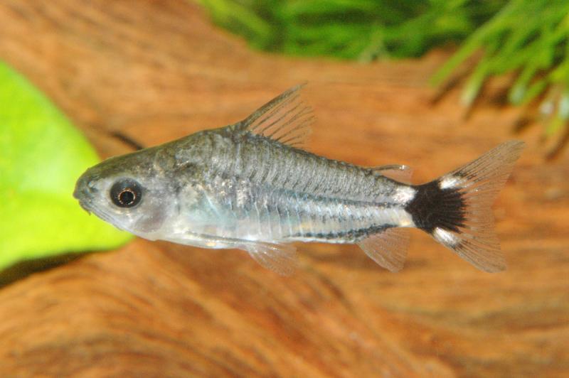 Sichelfleck-Zwergpanzerwels - Corydoras hastatus auf einer Wurzel