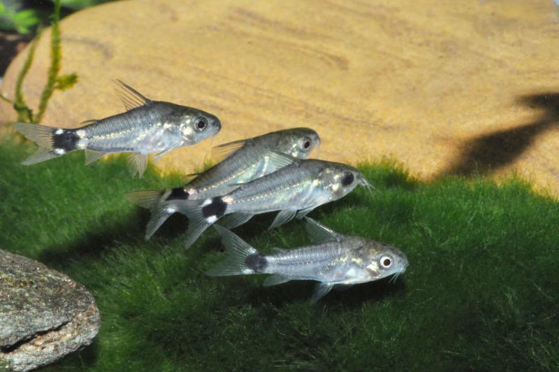 Preview: Sichelfleck-Zwergpanzerwels - Corydoras hastatus kleine schwimmende Gruppe