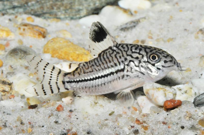 Leopard-Panzerwels – Corydoras julii auf hellem Bodengrund