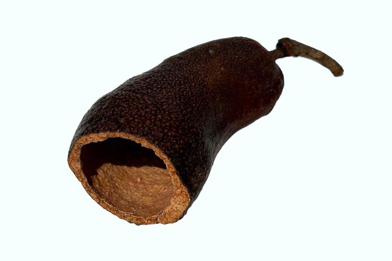 Preview: Courbarilschote - Jatoba - Garnelenhöhle, Fischversteck, auch als Ablaichhöhle für kleinere Welse.