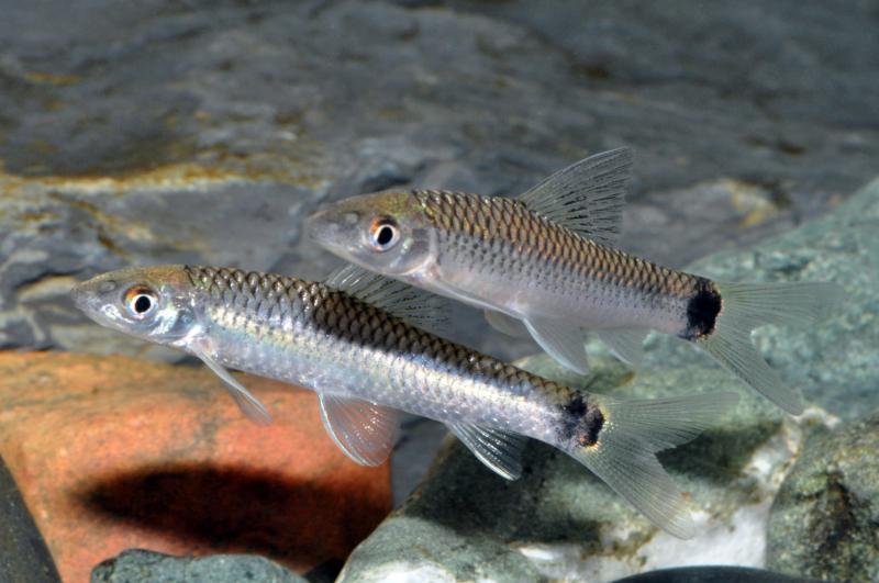 Schwanzfleck-Algenfresser – Crossocheilus reticulatus, zwei Tiere im Aquarium