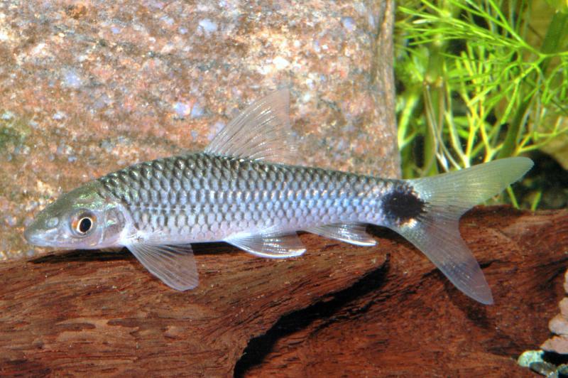 Preview: Schwanzfleck-Algenfresser – Crossocheilus reticulatus, auf einer Wurzel