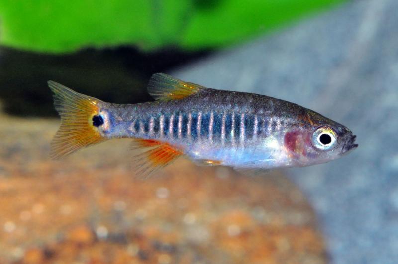 Querstreifen-Zwergbärbling - Danio erythromicron Männchen