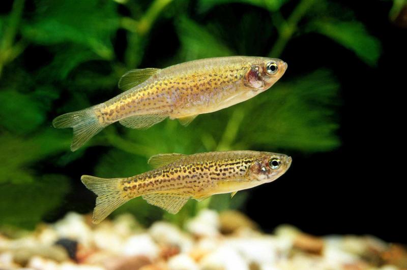 Pärchen Leopardbärbling zusammen im Aquarium
