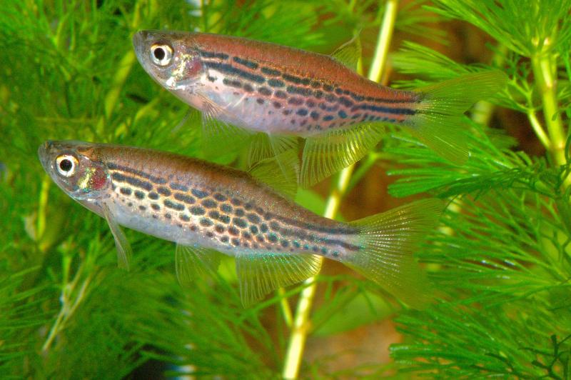 Kyathitbärbling - Danio Kyathit – Roter Zebrabärbling