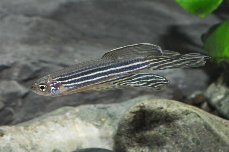 Schleier-Zebrabärbling– Danio rerio mit ausgezogenen Flossen