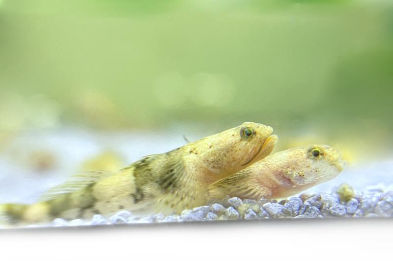 Drachengrundel - Schismatogobius risdawatiae im Aquarium