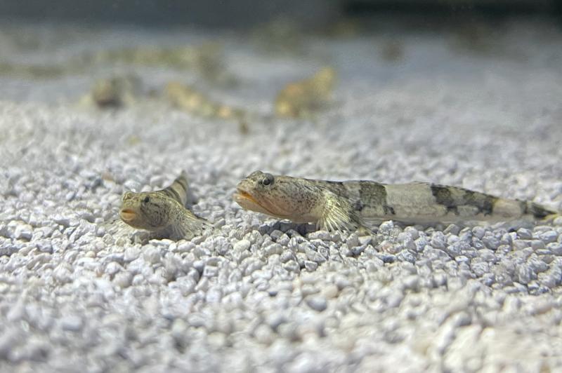 Preview: Drachengrundel - Schismatogobius risdawatiae auf hellem Untergrund