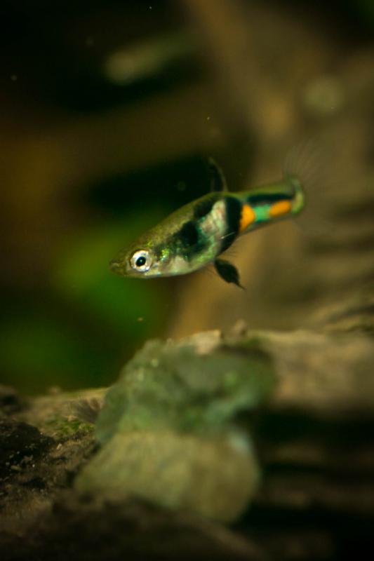 Preview: Endler Guppy El Tigre - Poecilia wingei im Aquarium