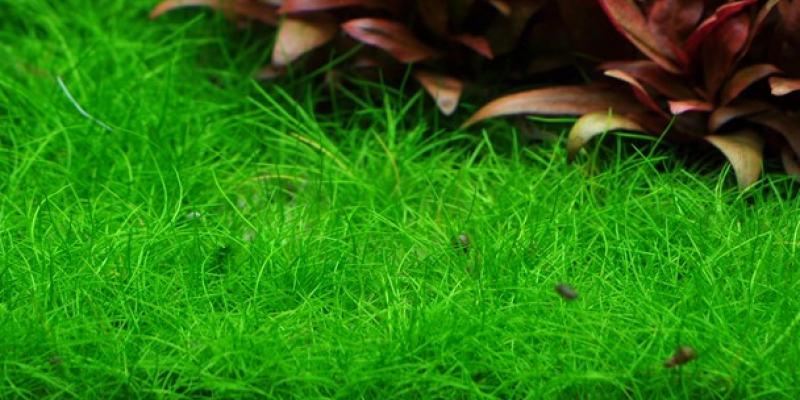 Eleocharis pusilla - Mini Nadelsimse , im Aquarium